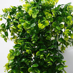 Eucalyptus Hanging Vine